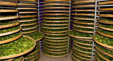 Прецизионная ферментация: рынок биотехнологической трансформации пищевой промышленности