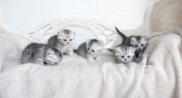 В ГД предложили сделать единый короткий номер для ветпомощи