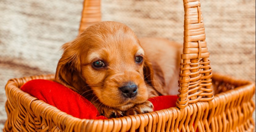 В Москве запустили онлайн-консультации в госветклиниках