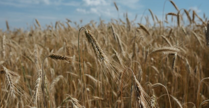 Столичный ВУЗ разрабатывает комбайн с ИИ-системой